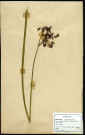 Scirpusacustris L, famille des Cyperacées, plante prélevée à Boves (Somme, France), à l'étang Saint-Ladre, en juillet 1969