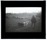 Moutons, marais de Vers - mars 1913