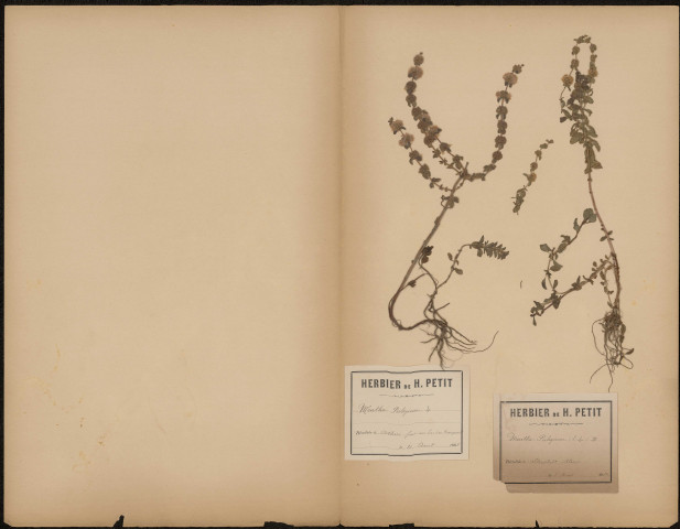 Mentha Pulegium, plante prélevée à Athies (Somme, France) et à Altenstadt (Bas-Rhin, France), dans le fossé au bas des remparts (Athies) et à Altenstadt, 10 août 1888 - 8 août 1889