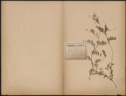 Vicia Sativa l.sp. Variété Macrocarpa. Vulg. Hivernache, plante prélevée à Daours (Somme, France), dans un champ cultivé, 6 juin 1888