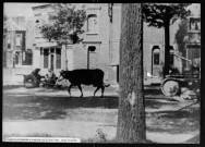 Amiens, boulevard Beauvillé. Vache échappée d'un troupeau en exode, char allemand et artillerie légère, 21 mai 1940