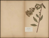 Inula Conyza D.C., plante prélevée à Doullens (Somme, France), Herbier P. Guérin, 5 août 1889