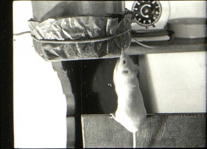 Etablissements Frémaux, tissage mécanique de velours, rue Octave Tierce à Amiens (Somme). Une souris dressée sur le dossier d'un siège, grignotant un rouleau de papier ou de tissu