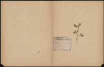 Heliotropium Europaeum, Héliotrope, plante prélevée à La Ferté-Alais (Essonne, France), dans les Champs, 20 septembre 1890