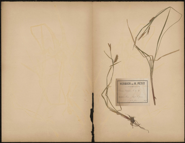 Carex Vesicaria (Legit P. Guérin), plante prélevée à Ham (Somme, France), n.c., 8 juin 1889