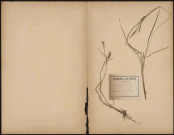 Carex Vesicaria (Legit P. Guérin), plante prélevée à Ham (Somme, France), n.c., 8 juin 1889