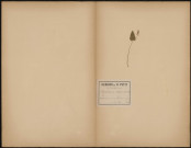 Maianthemum bilomium, plante prélevée à Saint-Erme-Outre-et-Ramecourt (Aisne, France), dans les environs, 20 mai 1888