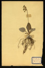 Primula officinalis (Primevère officinale ou coucou), famille des Primulacées, plante prélevée à Dromesnil (Bois), 20 juin 1938