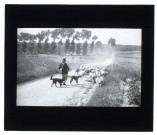 Troupeau de moutons près Saleux - 1906