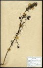 Rhinanthus Crista Galli, famille des Scrofulariacées, plante prélevée à Boves (Somme, France), à l'étang Saint-Ladre, en juin 1969
