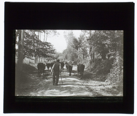 Marais de Cagny - 1906