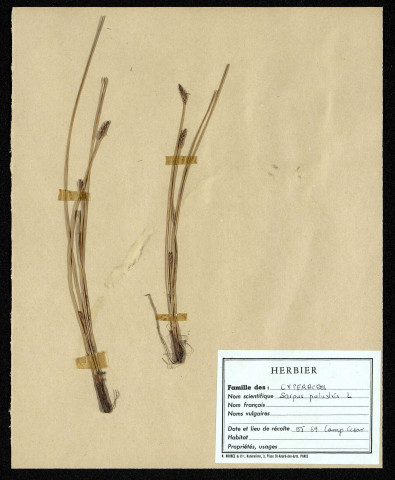 Scirpus Palustris, famille des Cypéracées, plante prélevée à La Chaussée-Tirancourt (Somme, France), au Camp César, en mai 1969