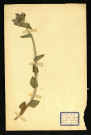 Campanula glomerata l. (Campanule), famille des Campanulacées, plante prélevée à Dromesnil (Chemin), 20 juin 1938