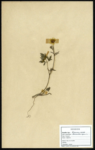 Ranunculus repens, famille des Renonculacées, plante prélevée [à localiser], zone de récolte non précisée, en 1969