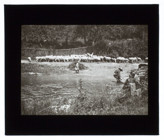 Lavage des moutons à Neslette - mai 1911