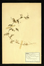 Ervum tetraspermum (Ervum à 4 graines), famille des Papilionacées, plante prélevée à Dromesnil, 5 juin 1938