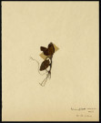 Potamogeton coloratus, Potamot coloré ou Potamot rougeâtre, famille non identifée, plante prélevée à Grandvilliers (Oise, France), zone de récolte non précisée, en juin 1969