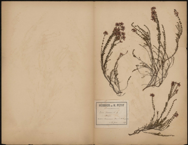 Erica Cinerea - Bruyère, plante prélevée à Dannemois (Essonne, France), dans le Bois de M. Charpentier, 25 juin 1891