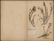 Erica Cinerea - Bruyère, plante prélevée à Dannemois (Essonne, France), dans le Bois de M. Charpentier, 25 juin 1891