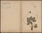 Fragaria Vesca, plante prélevée à Athies (Somme, France), sur un coteau boisé rempart, 10 juin 1888