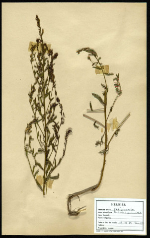 Melilotus arvensis Wallr, famille des Papilionacées, plante prélevée à Cottenchy (Somme, France), au Paraclet, en juin 1969