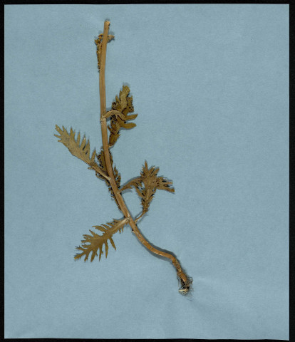Plante non identifiée, famille non identifée, plante prélevée [à localiser], zone de récolte non précisée, en 1969