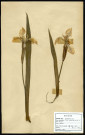 Iris Pseudacorus, famille non identifée, plante prélevée à Boves (Somme, France), à l'étang Saint-Ladre, en mai 1969