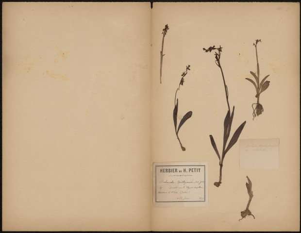 Orobanche Epithymum, Parasite sur le Thymus serpillum, plante prélevée à La Ferté-Alais (Essonne, France), au Tertre, 16 juin 1891