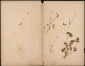 A identifier, plante prélevée à [Lieu inconnu], n.c., [1887-1889]