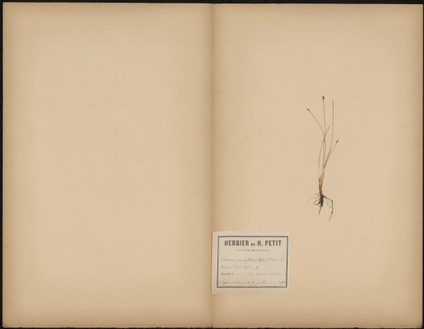 Scirpus Panciflorus (Legit Dacheux), plante prélevée à [Lieu inconnu], dans des prés sablonneux et tourbeux, 9 juillet 1889