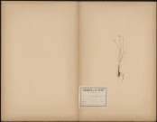 Scirpus Panciflorus (Legit Dacheux), plante prélevée à [Lieu inconnu], dans des prés sablonneux et tourbeux, 9 juillet 1889