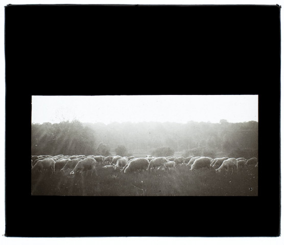 Moutons route de la forêt d'Eu