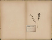 Scandix Pecten-Veneris Peigne de Vénus, plante prélevée à Lihons (Somme, France), sur la route de Rosières, 28 mai 1888