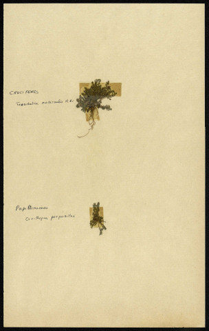Teesdalia Nudicaulis RB, Ornithopus perpusillus, famille des Cruciferes papilionacées, plante prélevée [à localiser], zone de récolte non précisée, en 1969