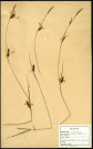 Carex Distans, famille des Cypéracées, plante prélevée à Grandvilliers (Oise, France), zone de récolte non précisée, en juin 1969
