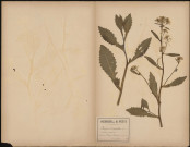 Roripa Amphibia, Nasturtium amphibium, plante prélevée à Camon (Somme, France), dans l'étang de Clermont, 29 juillet 1888