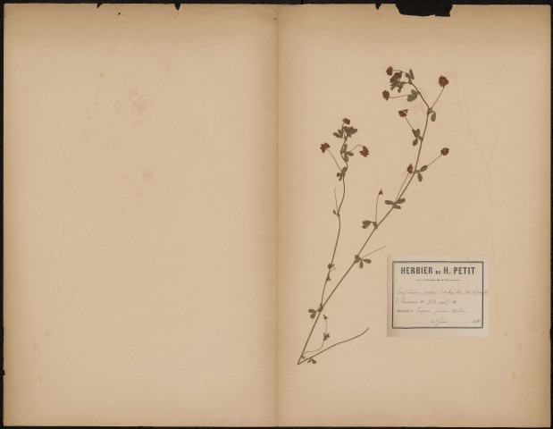 Trifolium Patens (Schreb an Stim ; Coss et Gem. Fl) T. Parisiense (D.C. fl. Fr. suppl), prélevée à Longueau (Somme, France), dans les prairies et tourbières, 8 juin 1888