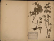 Geranium Sanguineum, plante prélevée à La Ferté-Alais (Essonne, France), dans le Bois de l'Ardennay, 2 juillet 1891