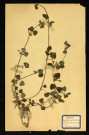 Glechoma hederaceal (Gléchoma Faux lierre), famille des Labiées, plante prélevée à Dromesnil (Pré humide boisé), 4 juin 1938