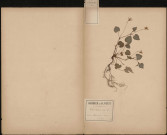 Viola Canina, plante prélevée à Hermes (Oise, France), dans un bosquet, 10 mai 1889