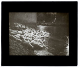 Troupeau de moutons à Plachy - juillet 1909