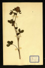 Trifolium pratense L (Trèfle des près), famille des Papilionacées Viciées, plante prélevée à Dromesnil (Champ), 4 juin 1938