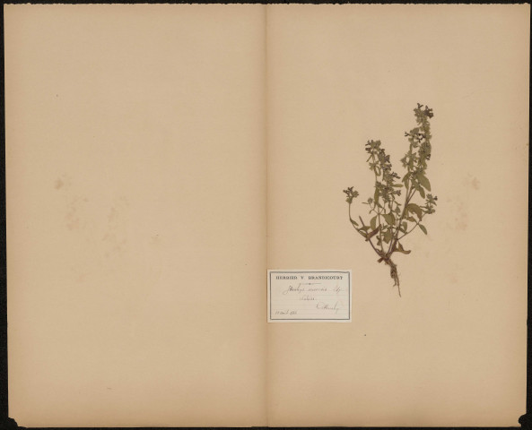 Stachys arvensis, Labiées, plante prélevée à Cottenchy (Somme, France), n.c., 10 août 1886