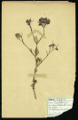 Delphinium Consolida (Dauphinelle Consoude), famille des Renonculacées, plante prélevée à Dromesnil, 5 avril 1937