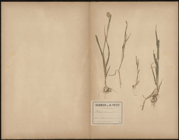 Phalaris Canariensis, plante prélevée à Amiens (Somme, France), à La Neuville-lès-Amiens au pied d’une haie près du pont, 5 août 1888