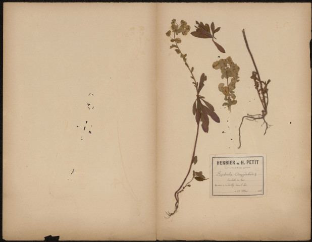 Euphorbia amygdaloides - Euphorbe des bois pourpre, plante prélevée à Ailly-sur-Somme (Somme, France), dans les bois, 22 mai 1888