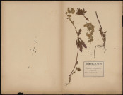 Euphorbia amygdaloides - Euphorbe des bois pourpre, plante prélevée à Ailly-sur-Somme (Somme, France), dans les bois, 22 mai 1888