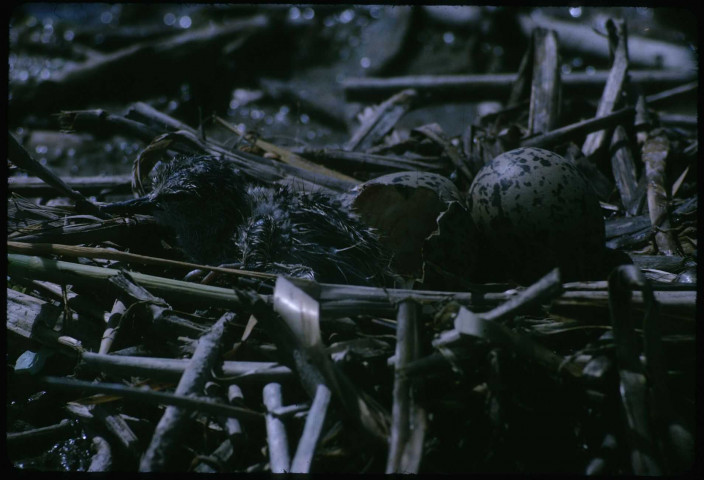 Echasse sortant de l'oeuf