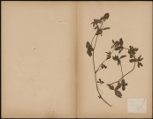 Trifolium Hybridum, plante prélevée à Authieulle (Somme, France), n.c., 15 octobre 1888