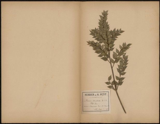 Rusens aculeatus, Petit houx, plante prélevée à Dannemois (Essonne, France), dans le Bois de M. Charpentier, 25 juin 1891